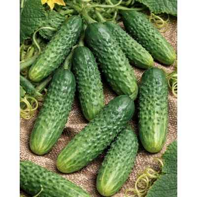 Semo Uhorka nakladačka Blanka F1 1,5 g