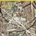 Bad Plus Complex Emotions LP