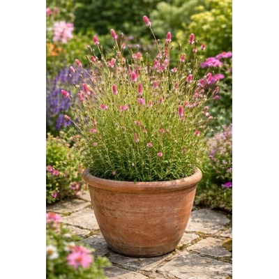 Krvavec 'Pink tanna' v květináči