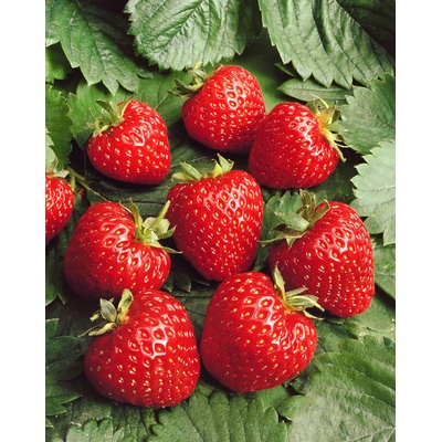 Jahodárna Brozany Jahodník 'Ostara' 12 ks stáleplodící Sazenice: Frigo sadba "A" standard 12 ks – Zboží Dáma