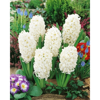 Hyacint 'Top White' 3 ks