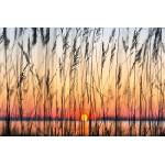 DIMEX ART Флизелинов фототапет тръстика 375 x 250 см