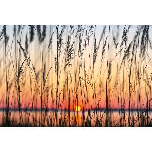 DIMEX ART Флизелинов фототапет тръстика 375 x 250 см