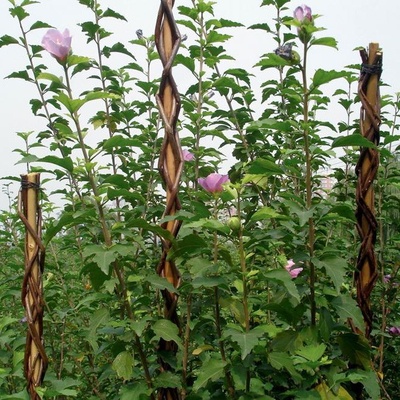 Tyč Garden Willow 160 cm, prútená, oporná k rastlinám