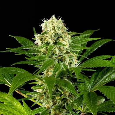 Kannabia Seeds Amnesi-K Haze semienka neobsahujú THC 10 ks