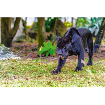 DIMEX ART s. r. o Флизелинов фототапет пантера на разходка 375 x 250 см