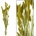 SETARIA zväzok 66CM