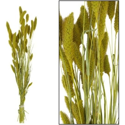 SETARIA zväzok 66CM