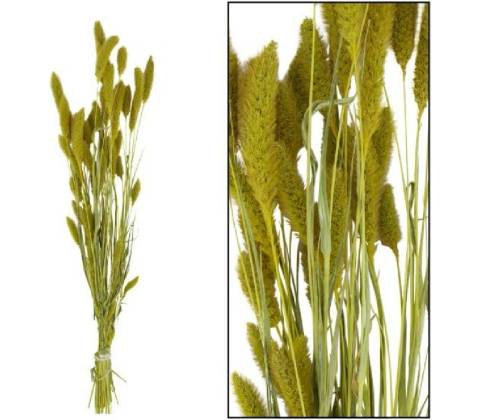 SETARIA zväzok 66CM