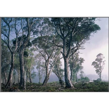 Komar 8-523 Fototapeta Fantasy Forest, rozměry 368 cm x 254 cm