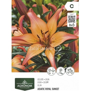 Seklos Лилиум Азиатски роял сънсет - 2 бр луковица