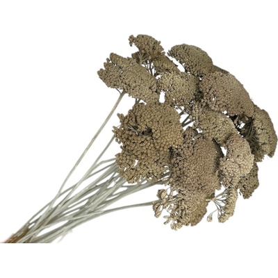 Stabilizované sušené kvety Rebríček - Achillea 200g - vintage sivá
