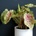 Caladium Miss Muffet