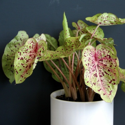 Caladium Miss Muffet
