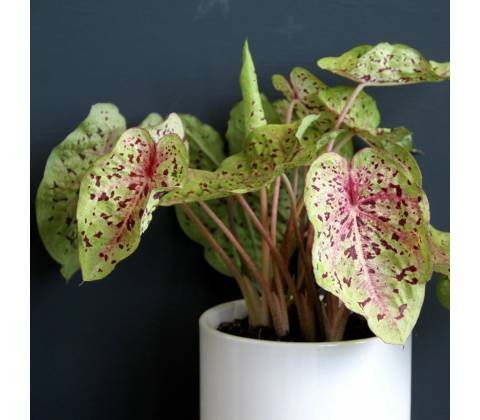 Caladium Miss Muffet
