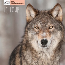 Le loup