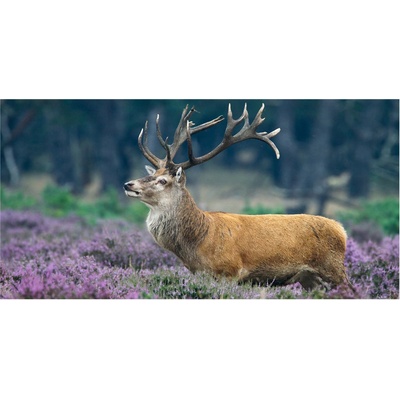 Foto obraz sklo tvrzené Jeleň medzi levanduľou 100x50 cm