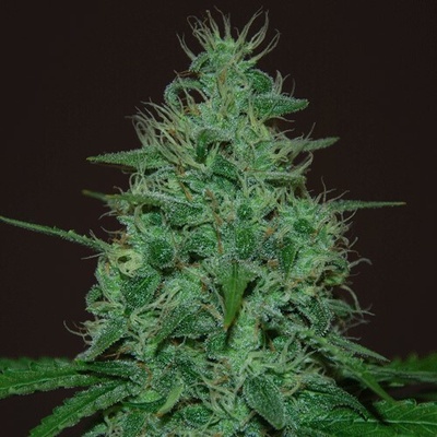 Cream Of The Crop Cropical Fruit Auto semienka neobsahujú THC 10 ks