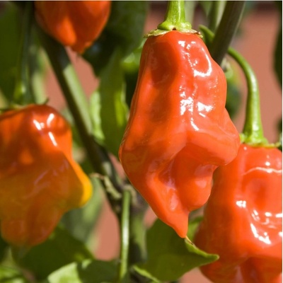 Chilli oranžové Habanero - Capsicum chinense - semená chilli - 6 ks
