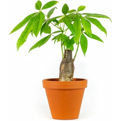 Gardners Pachira aquatica kmen, průměr 12 cm Pachira vodní – Zboží Dáma