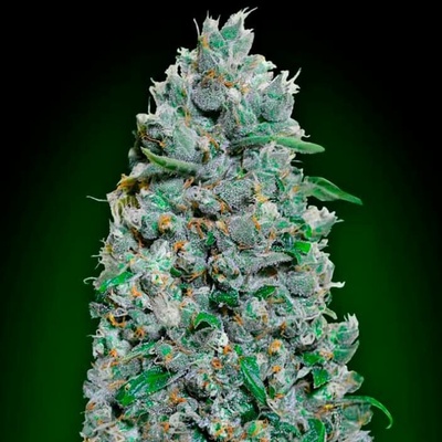 00 Seeds Bank AUTO Afghan Mass XXL semena neobsahují THC 5 ks