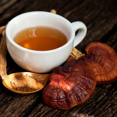 Lesklokôrka lesklá Ganoderma lucidum sadba 250 ml