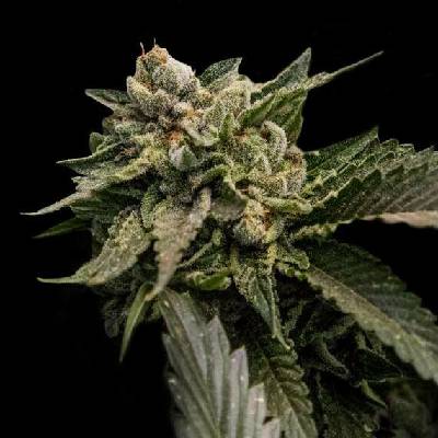 DNA Genetics Strawberry Sorbet semena neobsahují THC 10 ks