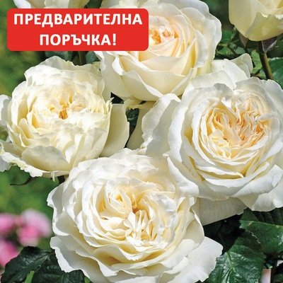 Tantau® Роза Irina®
