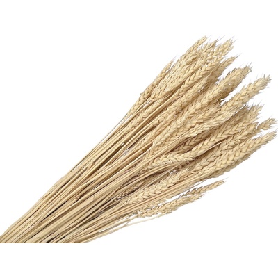 Sušené klasy pšeničné 150g - bielené