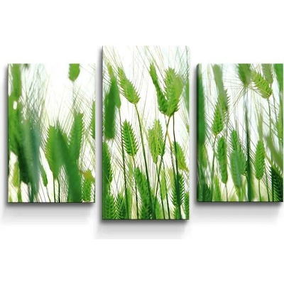 Sablio Obraz - 3-dílný Klasy - 75x50 cm