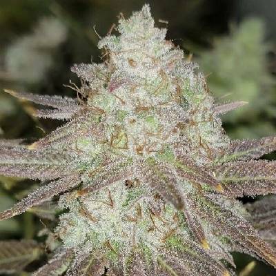 The Cali Connection Passion Berry semena neobsahují THC 6 ks