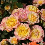 Kordes® Роза LandLust® - (Kordes®)