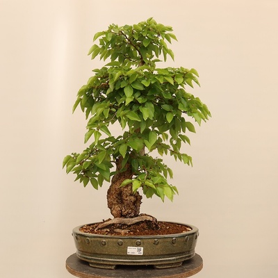e-bonsai Venkovní bonsai -Carpinus Coreana - Habr korejský