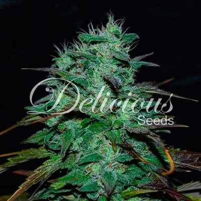 Delicious Seeds Chocobang semena neobsahují THC 1 ks