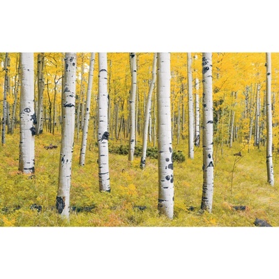 Komar Vliesová fototapeta Orange Forest rozměry 400 x 250 cm