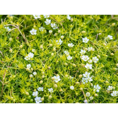 Machovička šidlovitá Lime Moss