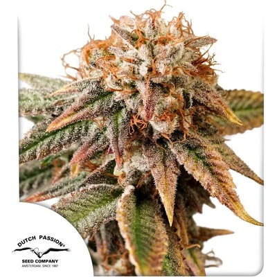 Dutch Passion Auto Kingston Punch semena neobsahují THC 3 ks