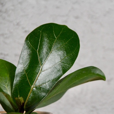 Ficus Lyrata baby
