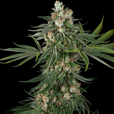 White Label Fallout OG semienka neobsahujú THC 3 ks
