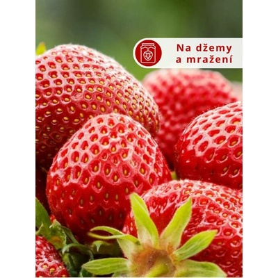 Jahodník 'Senga Sengana' 12 ks poloraný Sazenice: Frigo sadba "A" standard 12 ks – Zboží Dáma