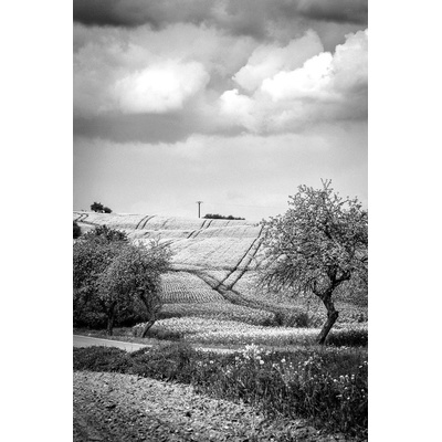 Fotografie - Řepka nad Slavonicema