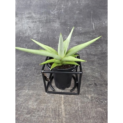 Sansevieria raritní v kovovém stojanu 7