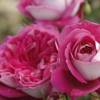 Image 1 of Tantau® Роза Maxim® - (Tantau®)