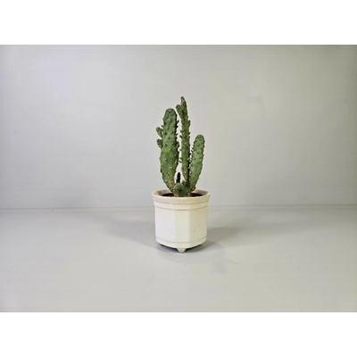 PlanBros flower Opuntia Monacantha