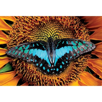 Interdruk Motýľ 250 dielov