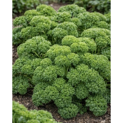 SEMO Petržel naťová Kudrnka kadeřavá 4 g – Zboží Dáma