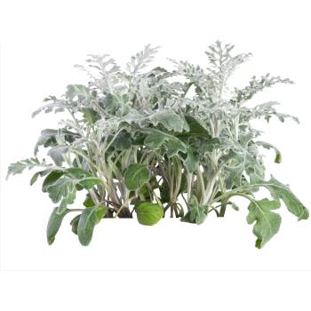 Veritable Вложка за семена Lingot декоративно растение цинерария (VLIN-D5-Cin06F)