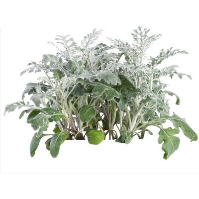 Veritable Вложка за семена Lingot декоративно растение цинерария (VLIN-D5-Cin06F)