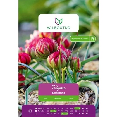 Tulipány Samantha, 7 ks