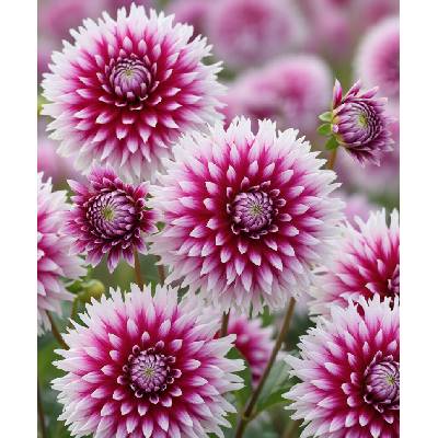 Jiřina 'Table Dancer' 1 ks